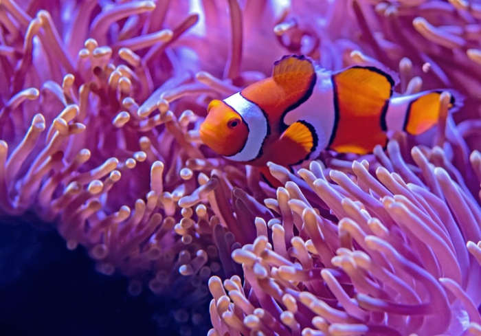Sea anemones are animals that belong to the phylum Cnidaria along with jellyfish, corals, and hydroids.