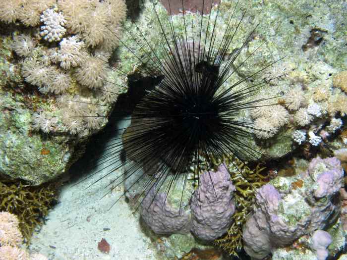 Despite their prickly appearance, not all sea urchins can harm humans. There are some exceptions, however.