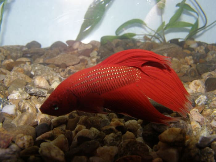 Les poissons betta vont souvent chercher de la nourriture dans le gravier.