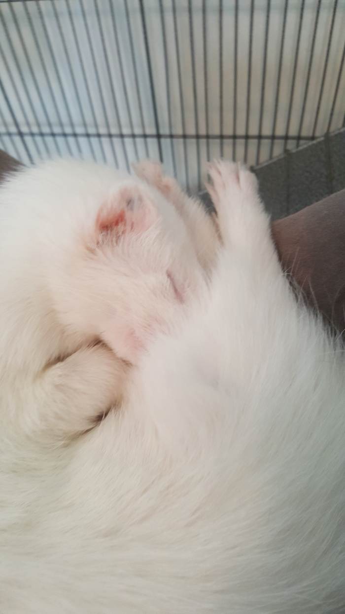 How to Bathe and Groom Your Ferret PetHelpful By fellow animal