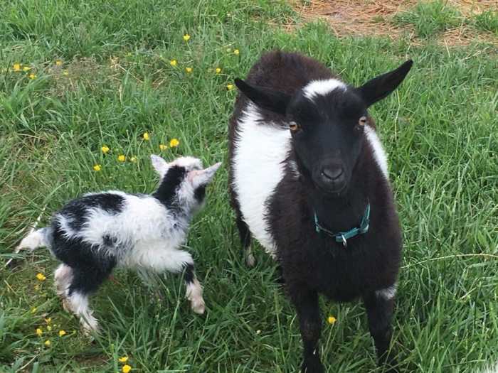 Oreo was raised by his mom and he is very sassy, but sweet and enjoys human company as much as other goats.