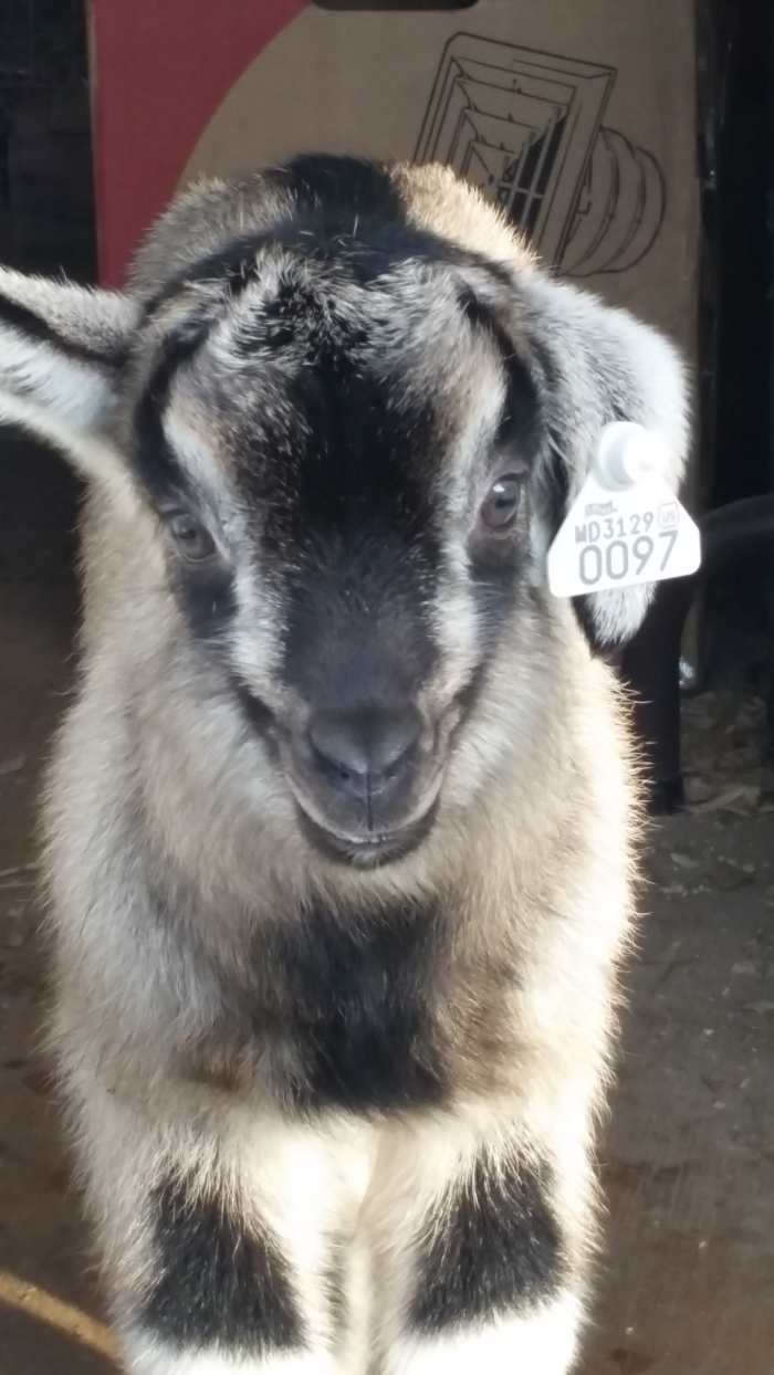 This is Goater, he turned out wild and crazy,but super people oriented since he was bottle-fed.