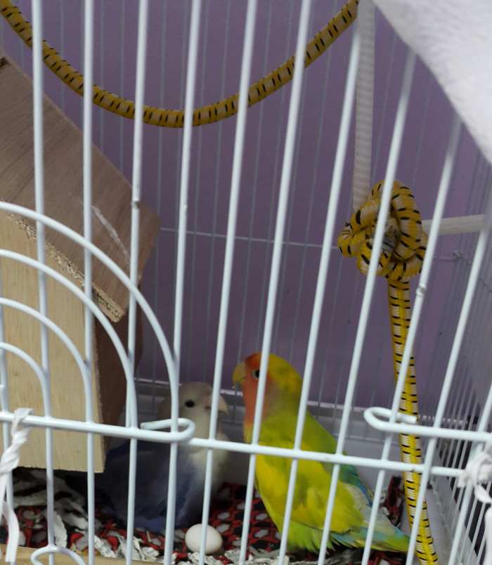 Lovebirds may get cautious (when their chick is born) when we come closer to their cage.