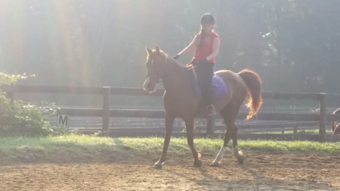 Both posting trot and sitting trot are essential riding skills. This rider is not a beginner; you can see she is using the position she learned as a beginner to sit the trot without posting.