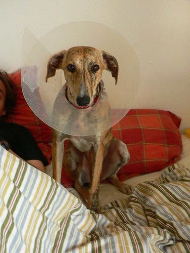 If you take your dog in to your vet for further care, they will probably put a collar on them so that they cannot chew on the wound.
