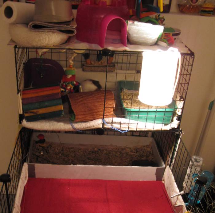 How to Clean a Guinea Pig's Cage (the Fast and Easy Way) PetHelpful