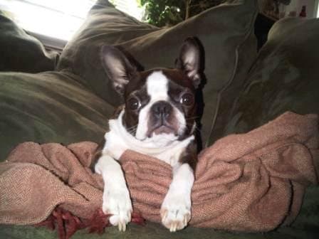 Juneau, our patient model is relaxing with her blanket after the photo shoot. It takes a lot of energy for a Boston Terrier to stand still for so long!