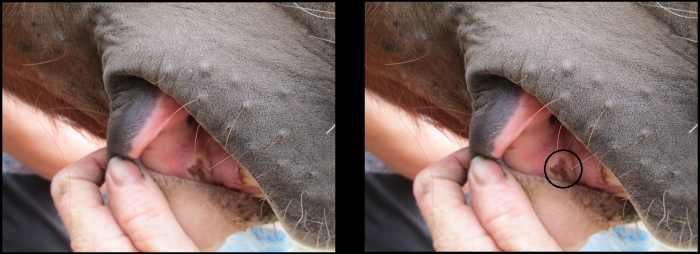 If you find an ulcer on one side of the horse's mouth, you're likely to find them on the other side, too.
