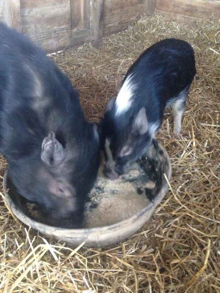 It is a big change for a piglet to go from living outdoors with his mom to being a pampered house pig. Take your time with it and set them up for success.