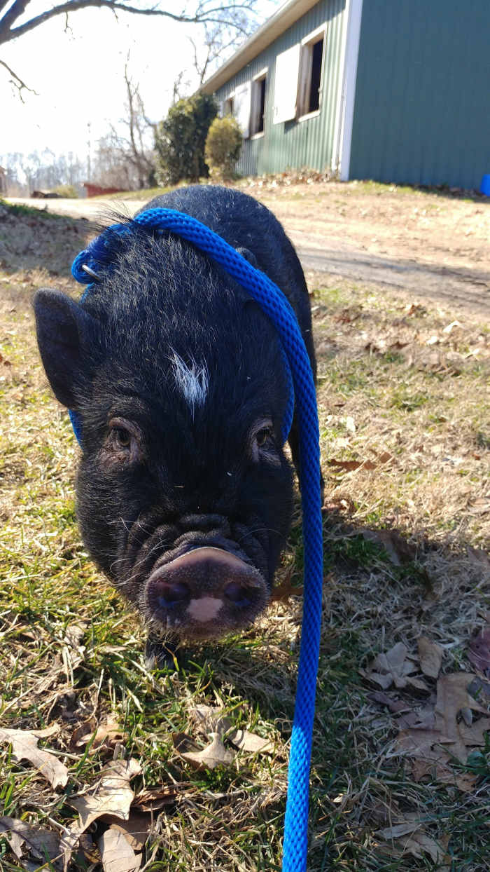 Hamlet learned to love his harness so he could go out and explore the farm and get dirty!