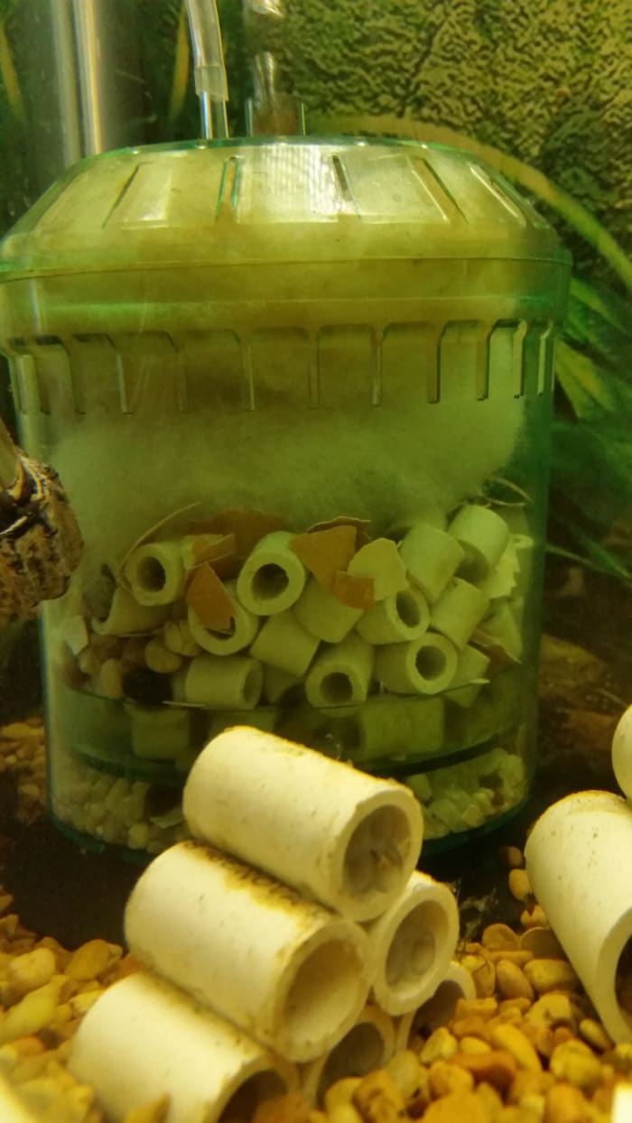 Filter that uses all three filtration: Filter floss, pieces of eggshell, and ceramic rings and gravel.