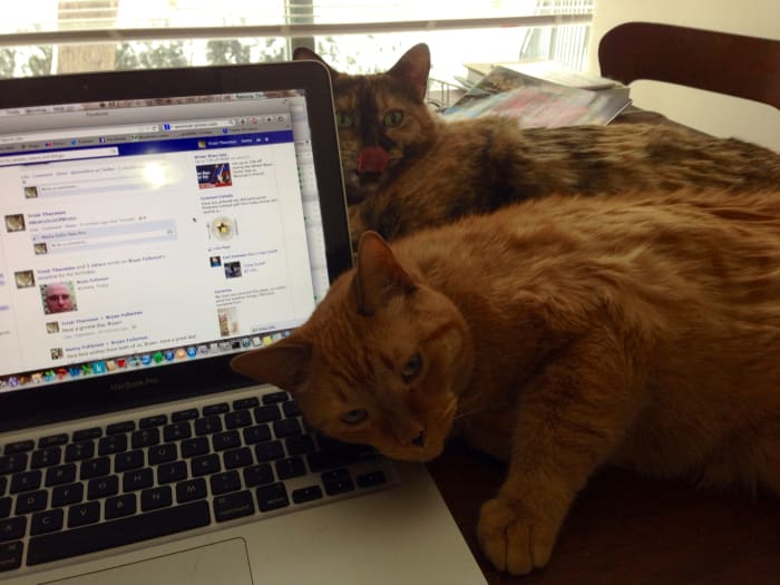 Got computer work? If you're a cat lover, you're never short of technical assistance. These two cats are standing by ready to lend a paw or walk over a keyboard.