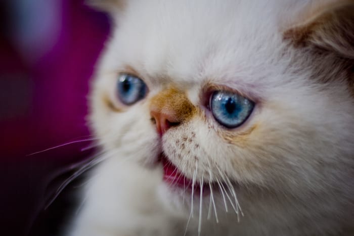 Cat whiskers should never be trimmed. Cats use them for several key purposes: navigation, expressing his or her mood, and assessing whether the cat can fit through an opening.