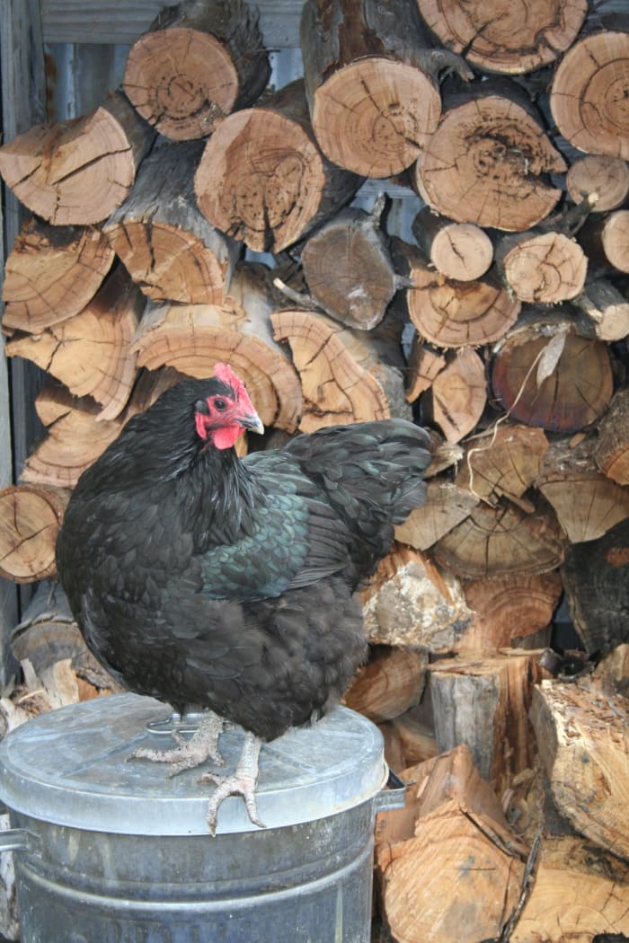We keep our chickens' scratch mix in a metal bin. Is it a clever hen or a lazy one who chooses to sit on it when all the others are free ranging? LOL.