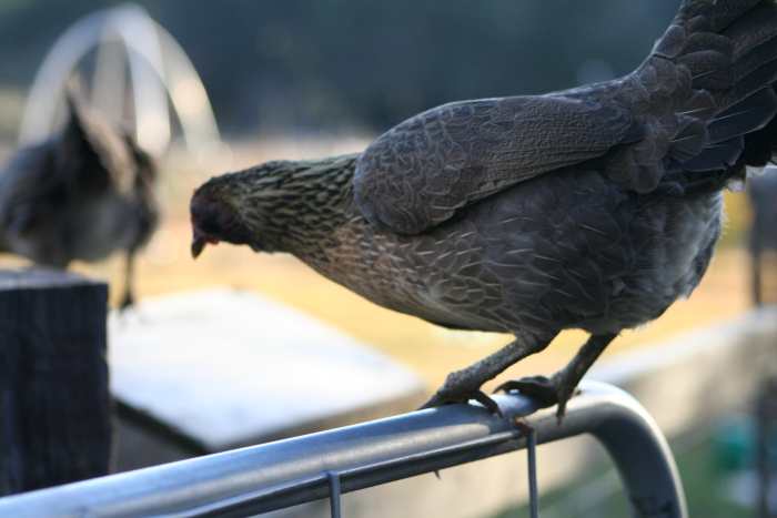 Chickens are great when they stay in your backyard. But what can you do when they fly over your fences or jump up and over your gates?