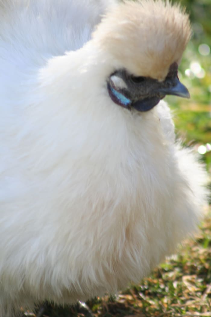 Silkies have beautiful feathers and soft, lovely temperaments. These backyard chickens make good family pets.