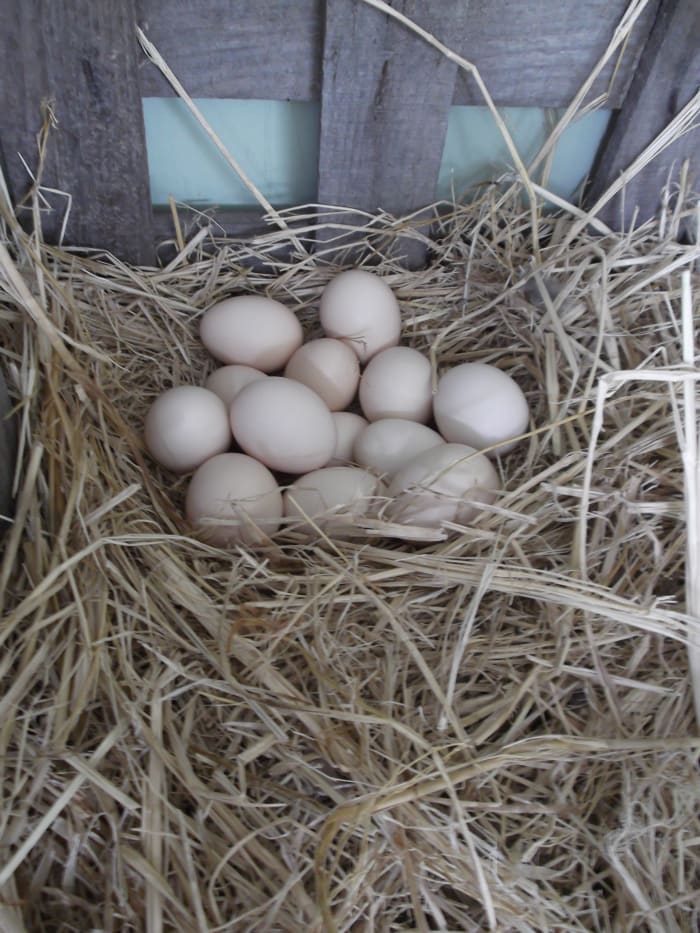 How many eggs are too many eggs? When your backyard chickens are laying in peak production periods, you have to be prepared to eat, store or dispose of excess eggs.