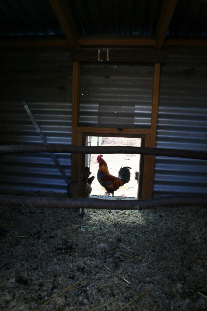 Never underestimate the convenience of being able to access your chicken house without having to walk through their run. Housekeeping can be completed with ease without disturbing its residents. :)