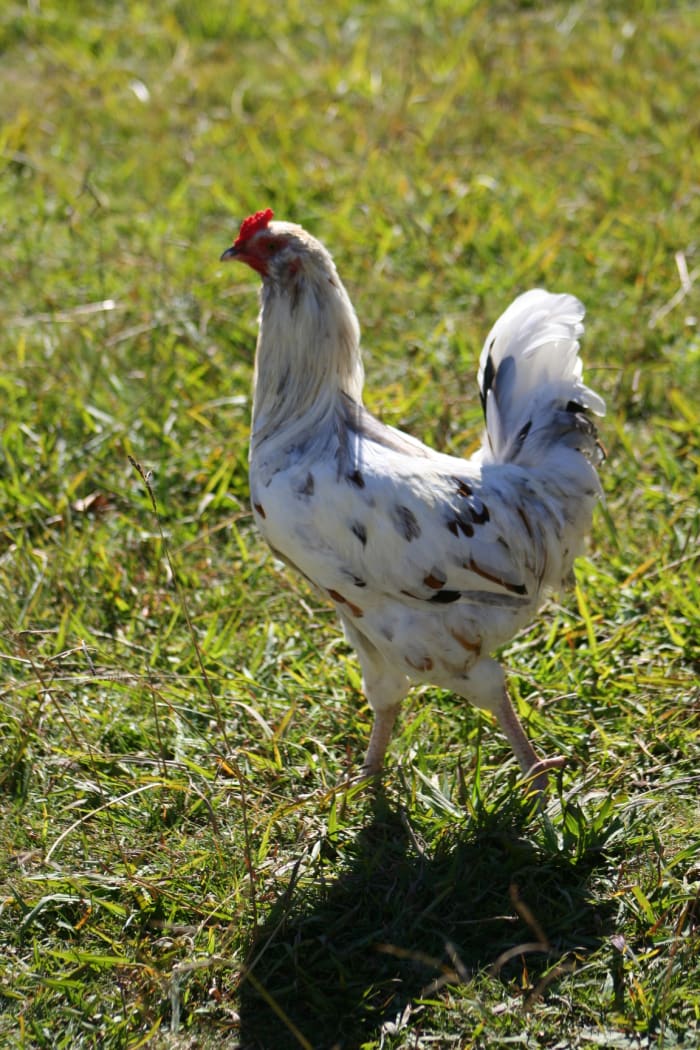 Brilliant at controlling pests but with big, strong legs, this is the main offender when my seedlings are scratched from the garden.