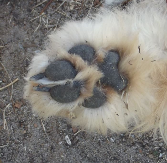 If your dog has long hair and you are not able to examine the paw for swelling, check to see if the toes are parallel.