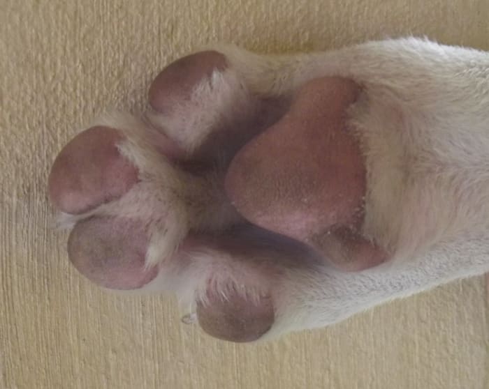 Some feet are naturally wide without being swollen. Look at your dog every day so that you are aware what is normal.