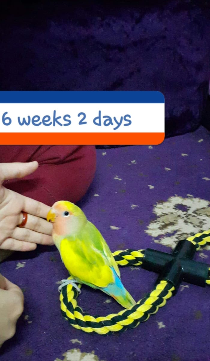 Beautiful peach-faced lovebird sitting on a perch. He is six weeks and two days old in this photo.