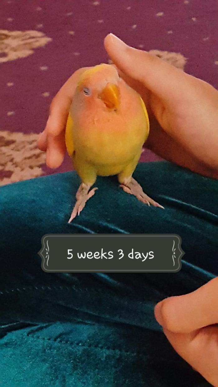 Cute peach-faced baby lovebird Mumu sleeping on my leg at five weeks and three days old.