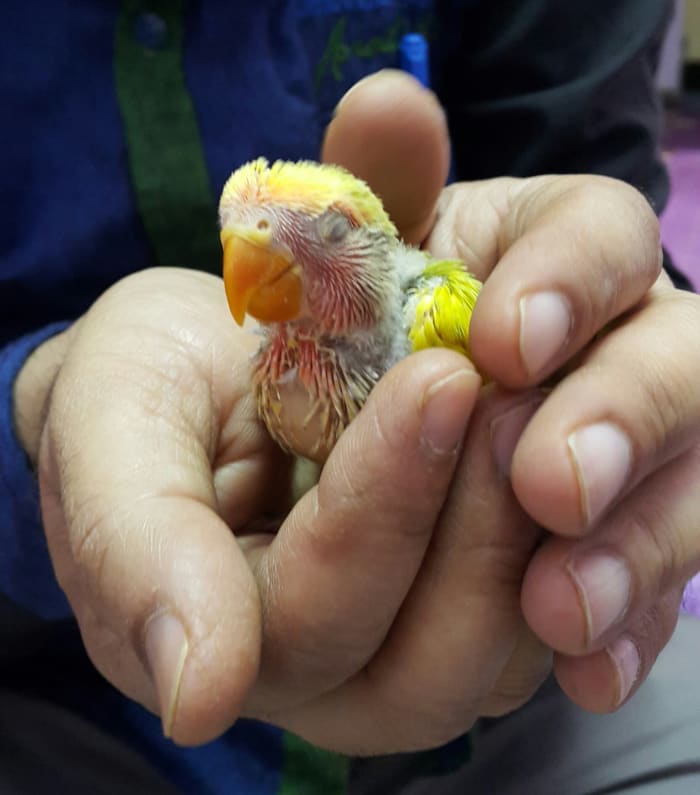 The picture shows the full crop of my baby lovebird Mumu. See the bulging crop in this image. It indicates that your baby doesn't require anymore feeding.