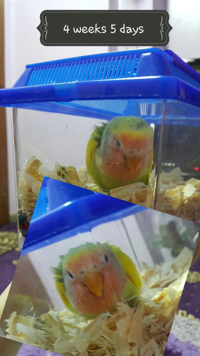Cute peach faced baby lovebird sleeping. Here, he is about four and a half weeks old.
