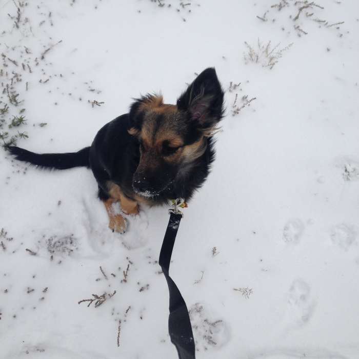 Dogs will still want to play no matter the weather. Know when it's too cold for them to be out for long periods of time.