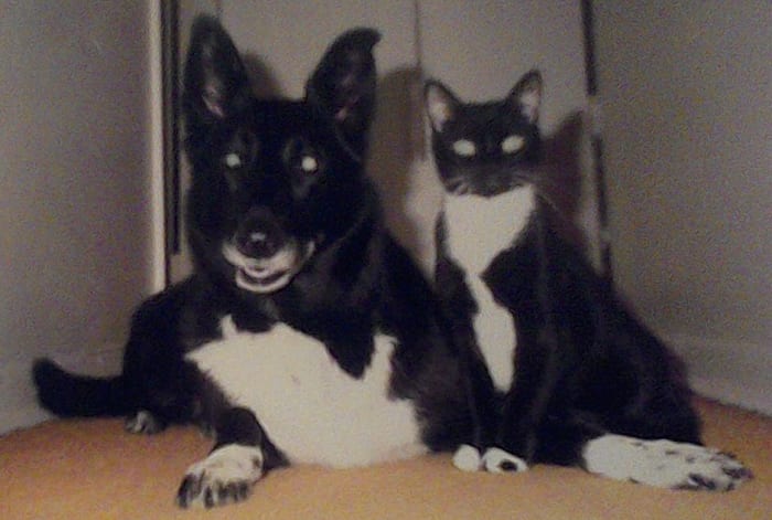 Spaying and neutering your cats and dogs will not make them fat and lazy. Proper nutrition and exercise will keep them the same.