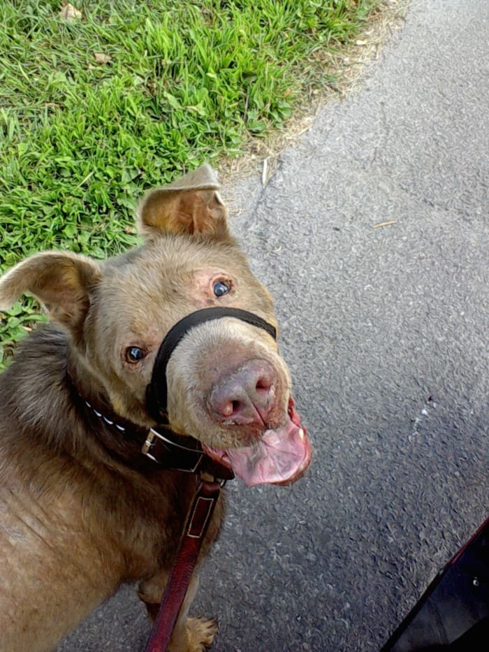 My dog, Ice, is always ready for a walk and with the proper safety face harness, can trot along beside the scooter. Proper nutrition habits, good quality food and plenty of exercise are key to a healthy, active pet.