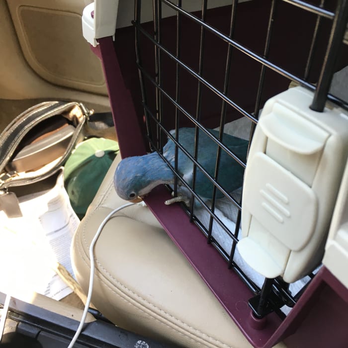 Levi making mischief and potentially putting himself into danger! These pets are quite inquisitive and can unknowingly put themselves into danger. Be aware of dangerous or toxic items around them.