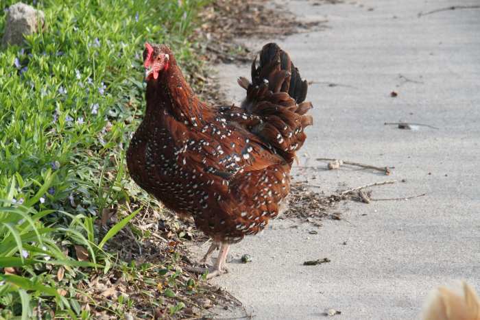 A lull in egg production can be due to a variety of factors, and is not necessarily a sign of egg eating.