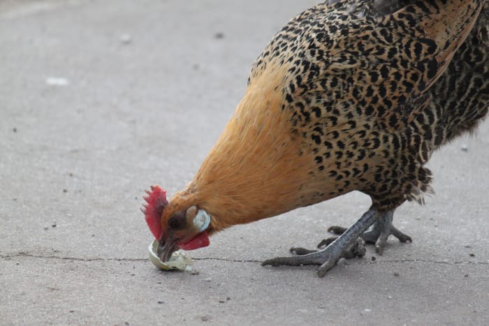 Chickens who are bored or who suffer from poor diet are more likely to resort to egg-eating behaviors.