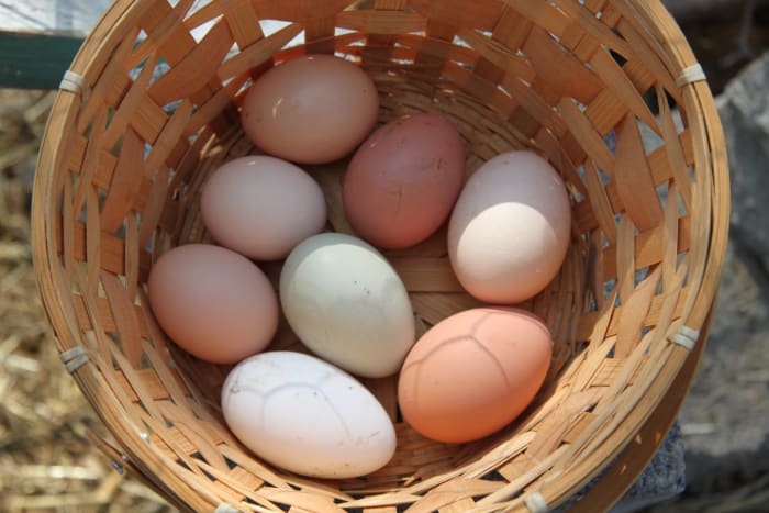 Adequate nutrition, ample enrichment objects, and a healthy mind are crucial to prevent egg-eating habits.