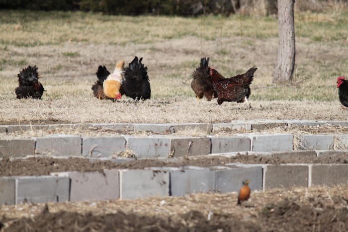 Hens who free range are far less likely to resort to eating their own eggs for amusement.