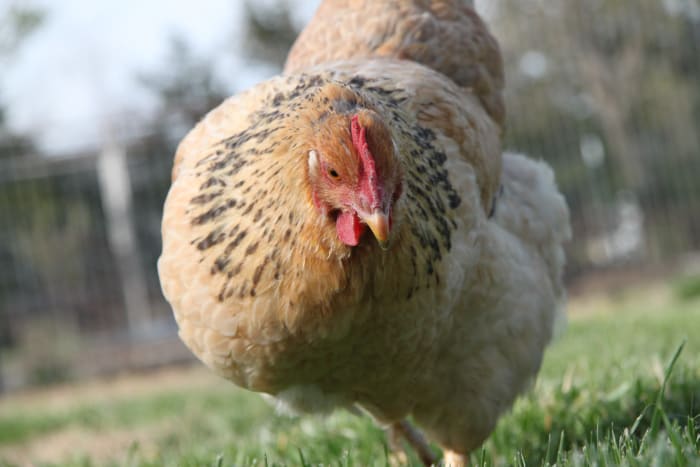 Some chickens need more protein than others. If you notice signs of a protein deficiency, act promptly to prevent egg-eating habits.