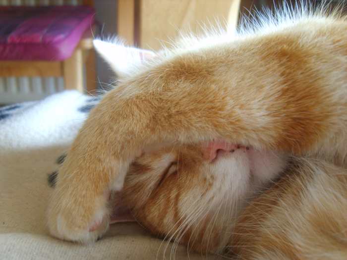 Cats sleep from 12-20 hours a day, primarily in the form of brief naps. They experience REM, suggesting they do dream.