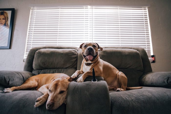 Your dog will be much more comfortable indoors in the summer, especially if he gets to hang out with you.