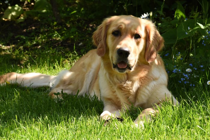 If you must keep your dog outdoors, make sure he has shade and cold water available at all times.