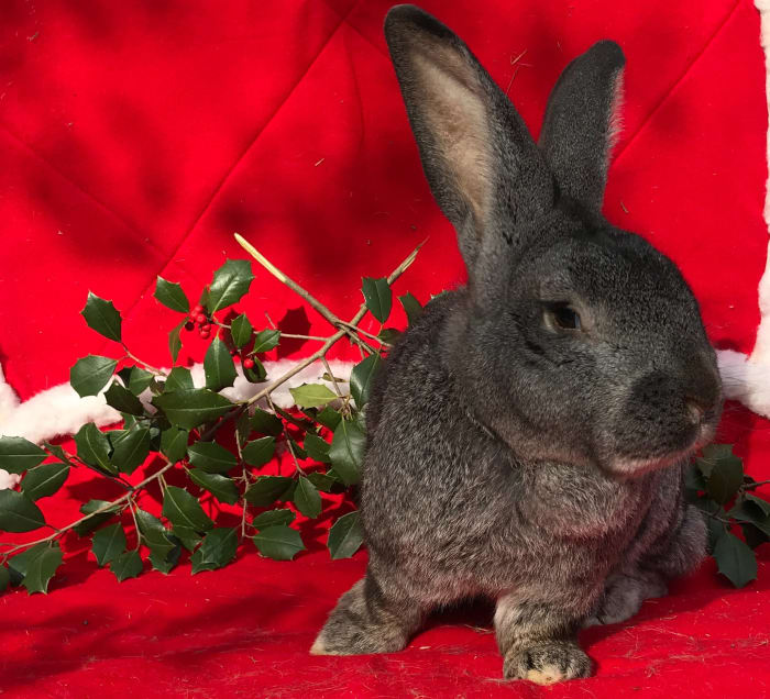 This Is Stonewall Jackson, who affectionately was know to us as "The General." He was the first Flemish Giant breeding buck we had. He lived a long life and we lost him last winter. Luckily we kept some of his young to carry on his bloodline.