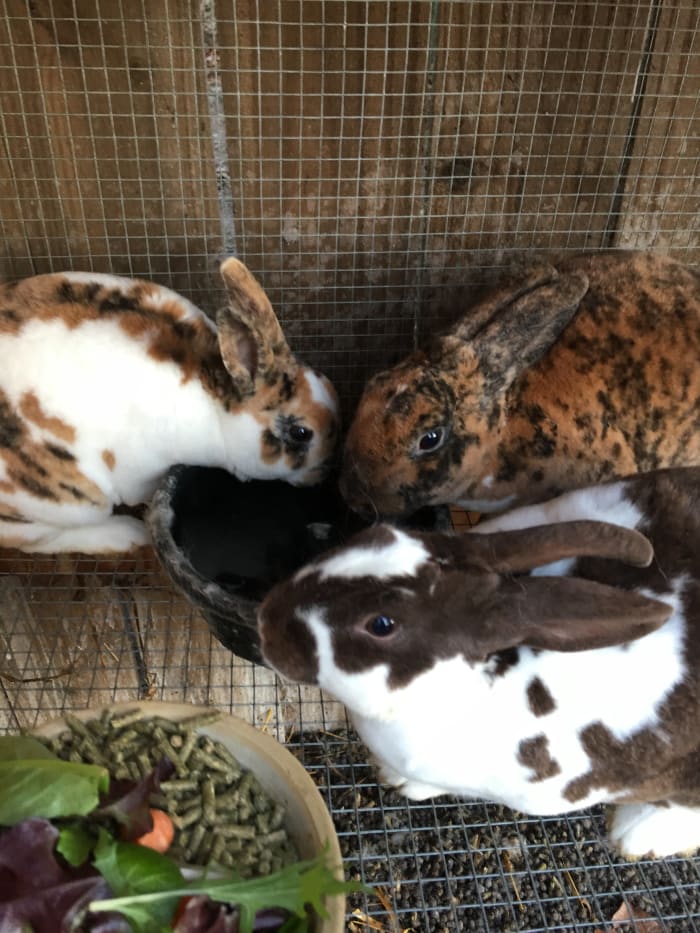 Mini Rex rabbits enjoying their morning water and a little extra special treat, salad greens on their pellets!