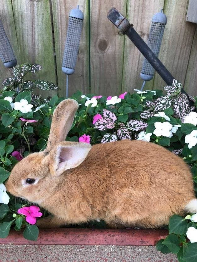 This is a 6 week old Flemish Giant. She will grow to be at least two or three times this size!