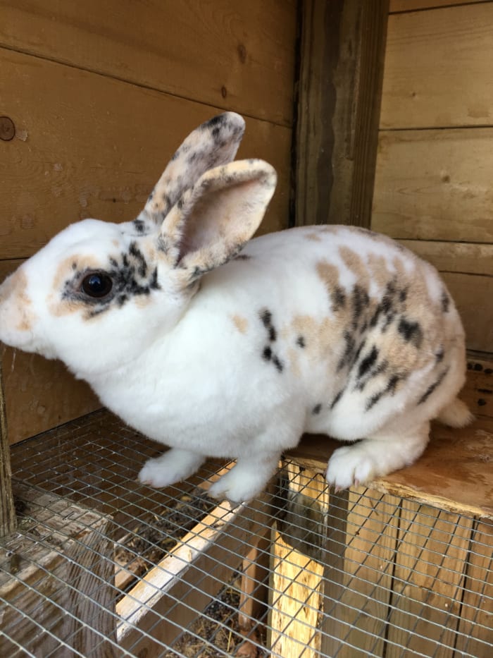 This is Traveller, my Mini Rex breeding buck. Note how compared to the Lionhead rabbits his hair is dense and short. He feels like velvet!