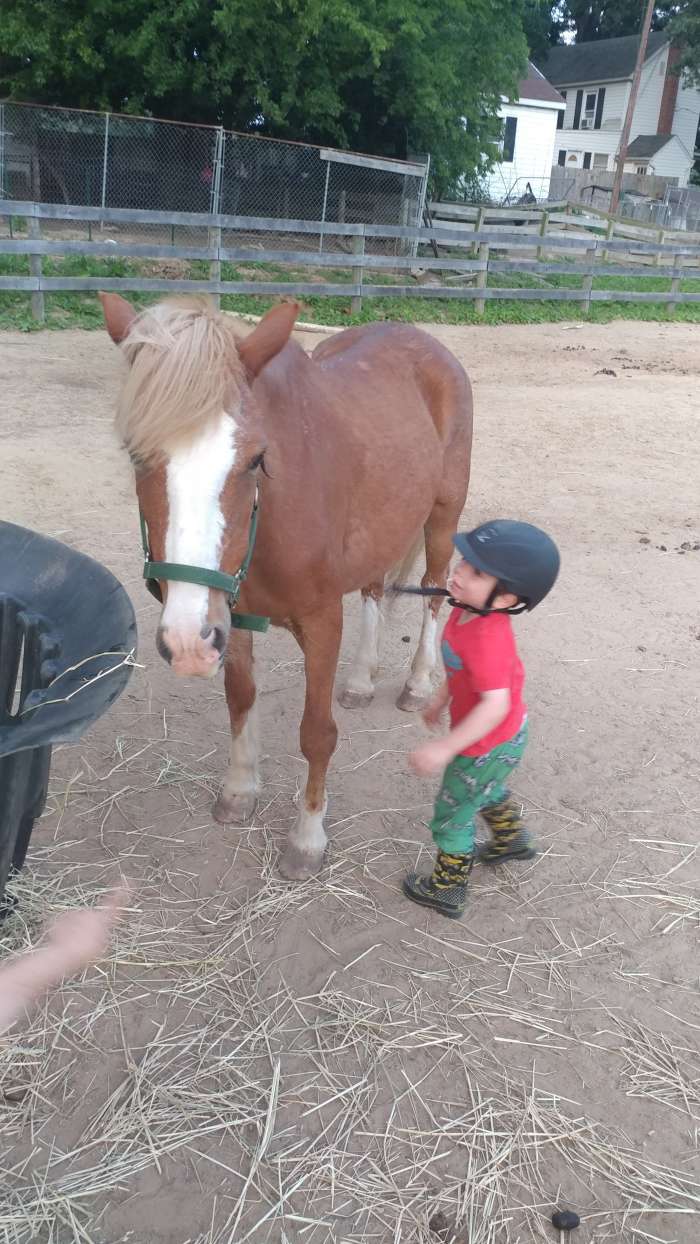 This cute pony Ginger, i a great size, probably just shy of 13 hands. She is one of the quietest pony ride ponies that I have encountered but couldn't physically hold up to the job.She has a home as a great backyard pony now..