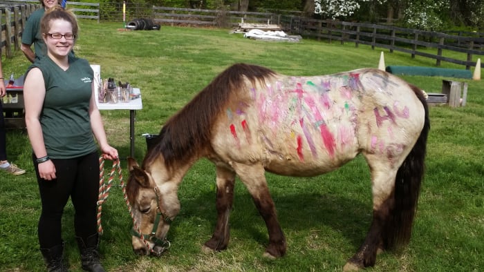 This is Penny, she is a medium pony 13 something hands and a member of our "A"team, as well as her handler !