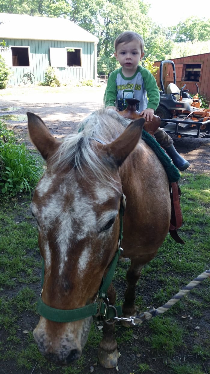 This is Peanut, a good pony ride pony of ours. He has his stubborn moments and needs a handler that isn't going to let him be the boss. He trailers great and is not spooky.