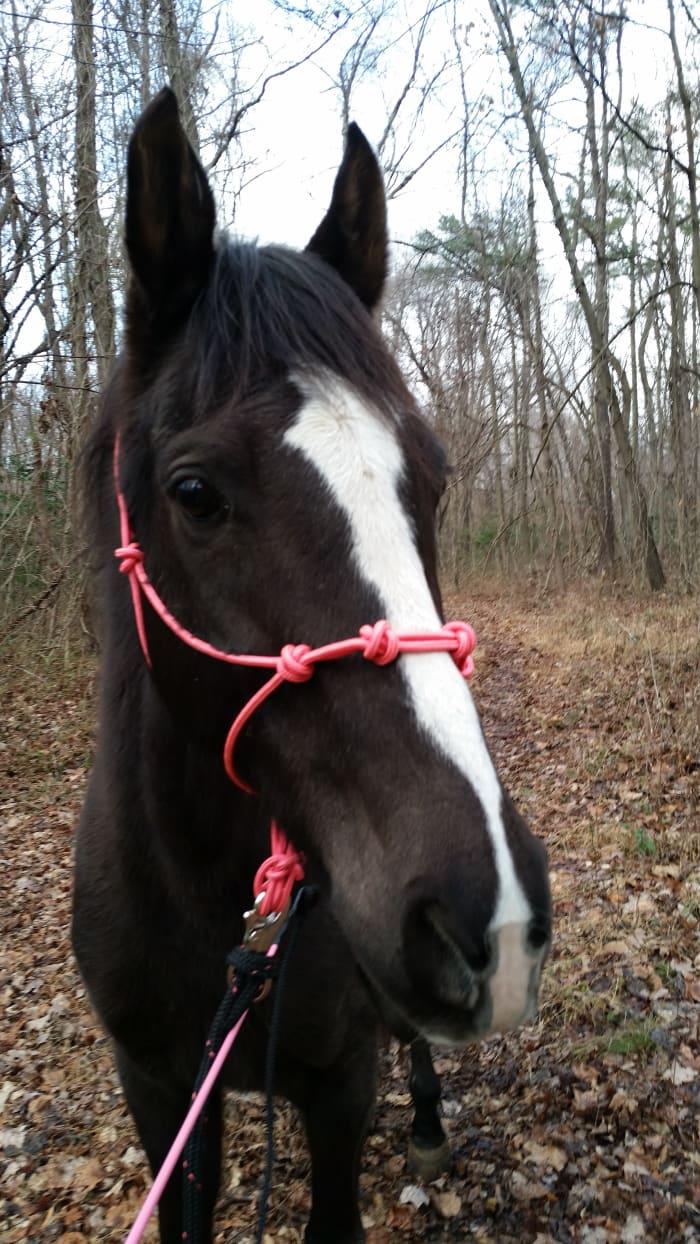 It took me a good long while with my persnickety mare, Zoe, doing ground work before I gained her respect. She thought she knew better than me for quite some time.
