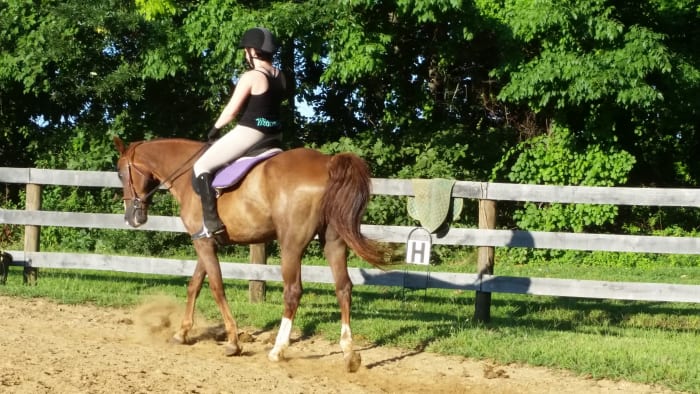 Dublin is accepting the contact nicely in this picture. Though it looks as if he could push a bit more from behind to get his back up, and lift the front end, then he might feel lighter in Jennifer's hand.
